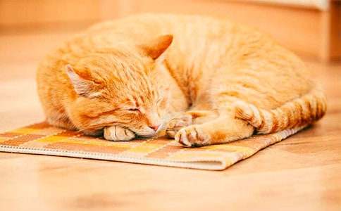 有关小猫的作文500字合集八篇