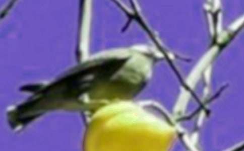 ��һֻС�񡷶����