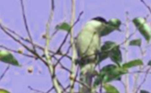 ������󻭡���֦�ϵ�С�񡷽̰����