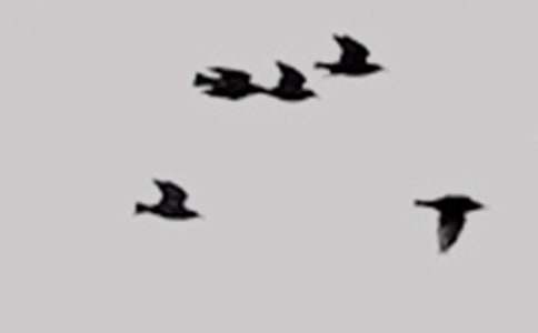 ���Ƽ���С������300��