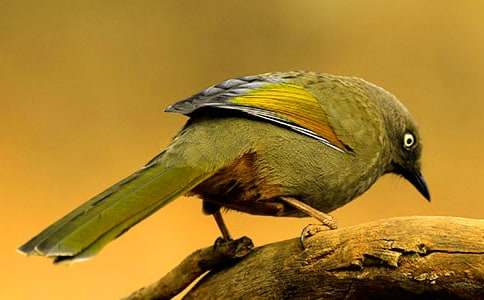 ����ѡ��С�������600��