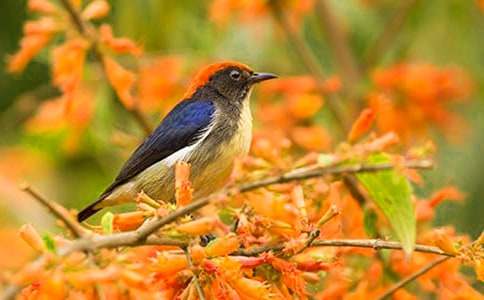 �ɰ���С������400��