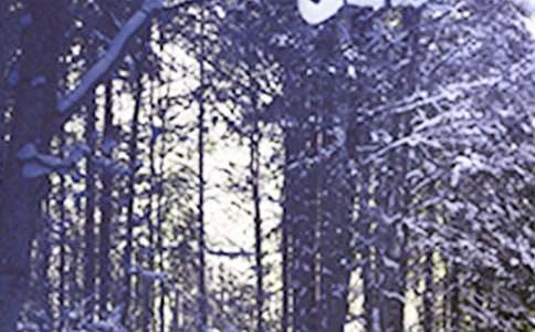 二十四节气小雪的教案