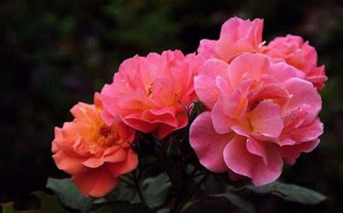 ����Ʒ���¼�����300����ƪ