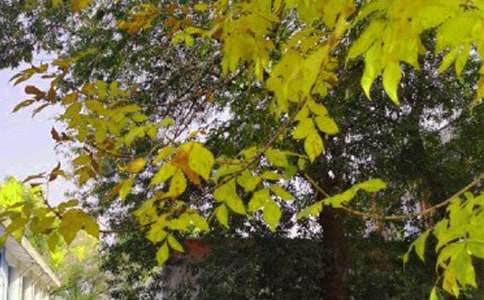 ���ر���Ψ�����簲�ʺ���ժ¼54��