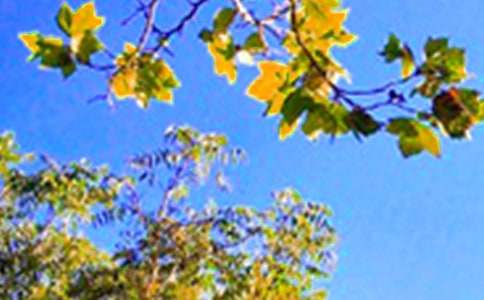 ������Ȧ�簲�ʺ���50�侫ѡ