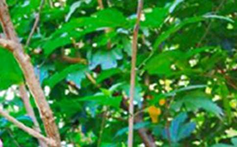 有关每日一签早安问候语语录大集合52条