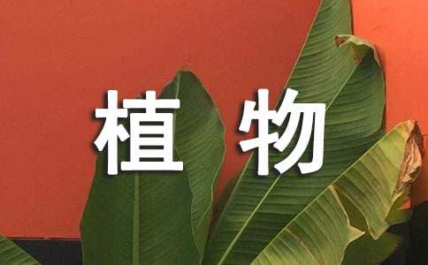 【必备】植物作文锦集九篇