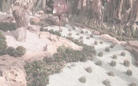 ������������ֲ��԰������