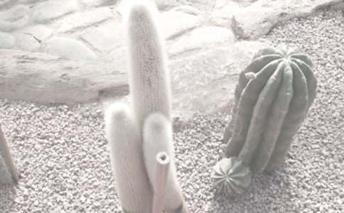 �ɺ�ֲ��԰�μ�����_Сѧ���꼶�μ�����