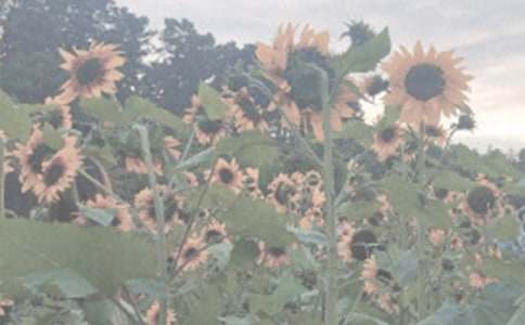 (�Ƽ�)������ֲ��԰����500��15ƪ