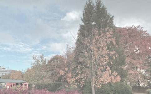 参观植物园作文