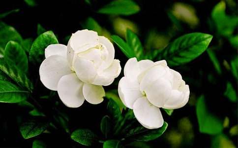 �����򻨡��̰�