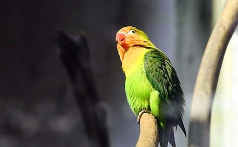 �ҵĶ�������С��������