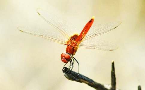 �����������ѵ�����600��4ƪ