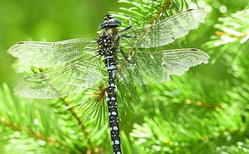 �ŷ�����˵�θ�