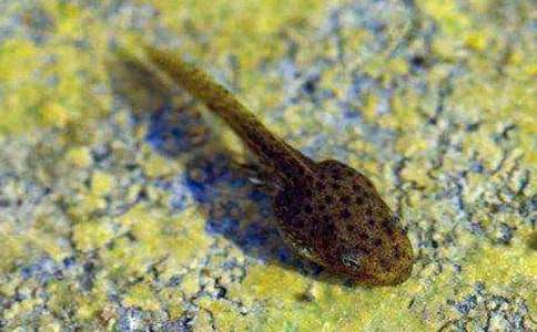 С���������̰�ͨ��15ƪ