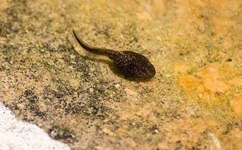 С���������̰�����