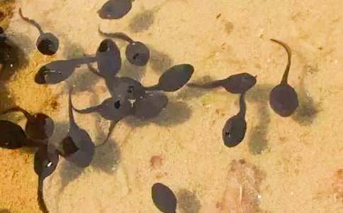 ��ѡС���������̰���ƪ