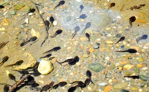 С���������̰�ʵ��15ƪ