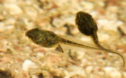 ��������300��4ƪ(����)