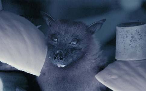 《蝙蝠和雷达》的教案