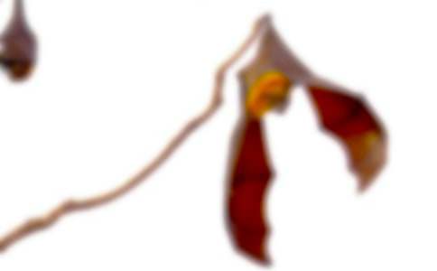 ������״�̰������ƪ