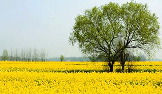 小学春游活动总结